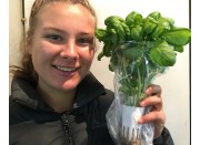 SPRAY FREE BASIL Grown In Katikati 